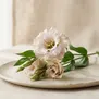 Lisianto