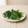 Samambaia