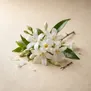 Orquídea Jasmim