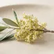 Flor de oliveira