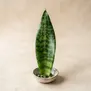 Sansevieria
