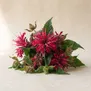 Monarda