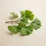 Ginkgo
