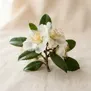 Eucryphia lucida