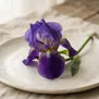 Flor-de-Lis