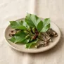 Planta de Amora