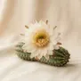 Flor de Cacto