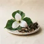 Trillium