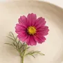 Flor de Cosmo