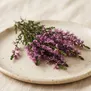 Calluna
