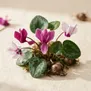 Cyclamen
