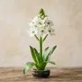 Ornithogalum