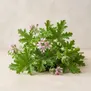 Rosyfolia