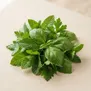 Clorofila