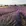 Lavanda