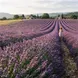Lavanda