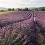 Lavanda