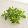 Limnophila aromatica