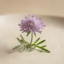 Escabiosa
