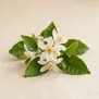 Flor de Mandarina