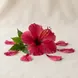 Hibisco