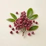 Especiarias