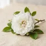 Rosa Alba