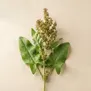 Rumex