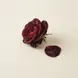 Rosa Damascena