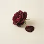 Rosa Damascena
