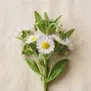 Erigeron (Fleabane)