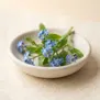 Myosotis
