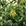 Ylang-ylang