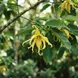 Ylang Ylang