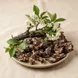 Styrax