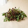Pimenta Japonesa