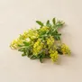 Melilotus