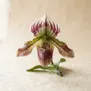 Orquídea Sapatinhos