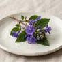 Strobilanthes callosus