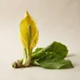 Lysichiton americanus