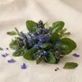 Búgula Azul