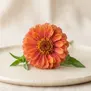 Zinnia