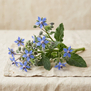 Borago