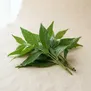 Sabah Snake Grass