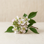 Flor de Amora