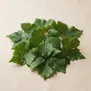 Folhas de uva