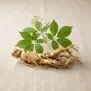 Ginseng