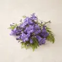 Jacaranda