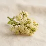 Flor de Lichia