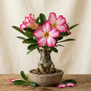 Rosa-do-Deserto